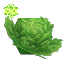 Life Essence Lettuce