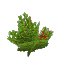 Template Berry Bush