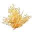 Yellow Coral Bush