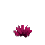 Prototype - Pink Cactus Flower
